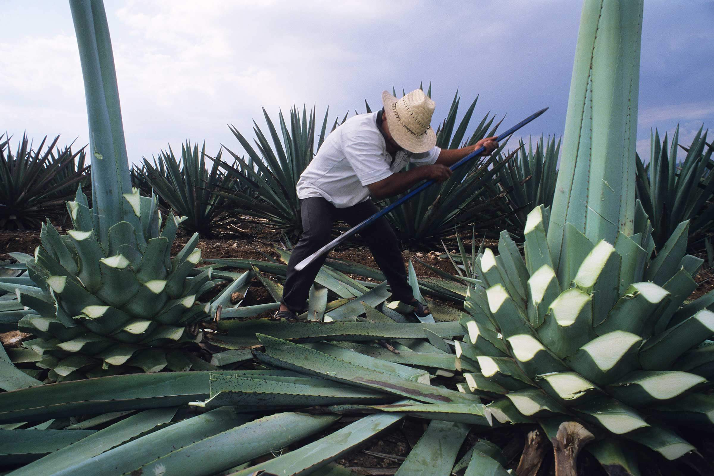 Chistina Agave