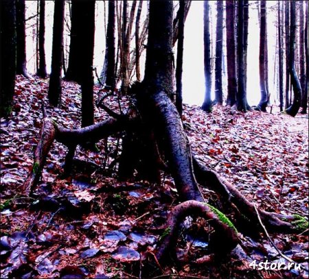 Долина духов и тропы проклятых в лесах Латвии
