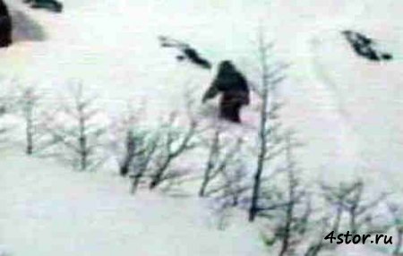 В Псковской области пристрелили снежного человека?