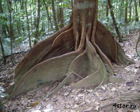 8 самых зловещих деревьев на Земле