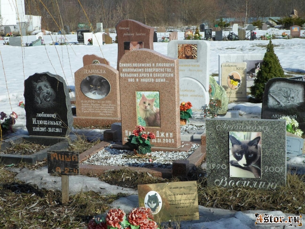 кладбище животных